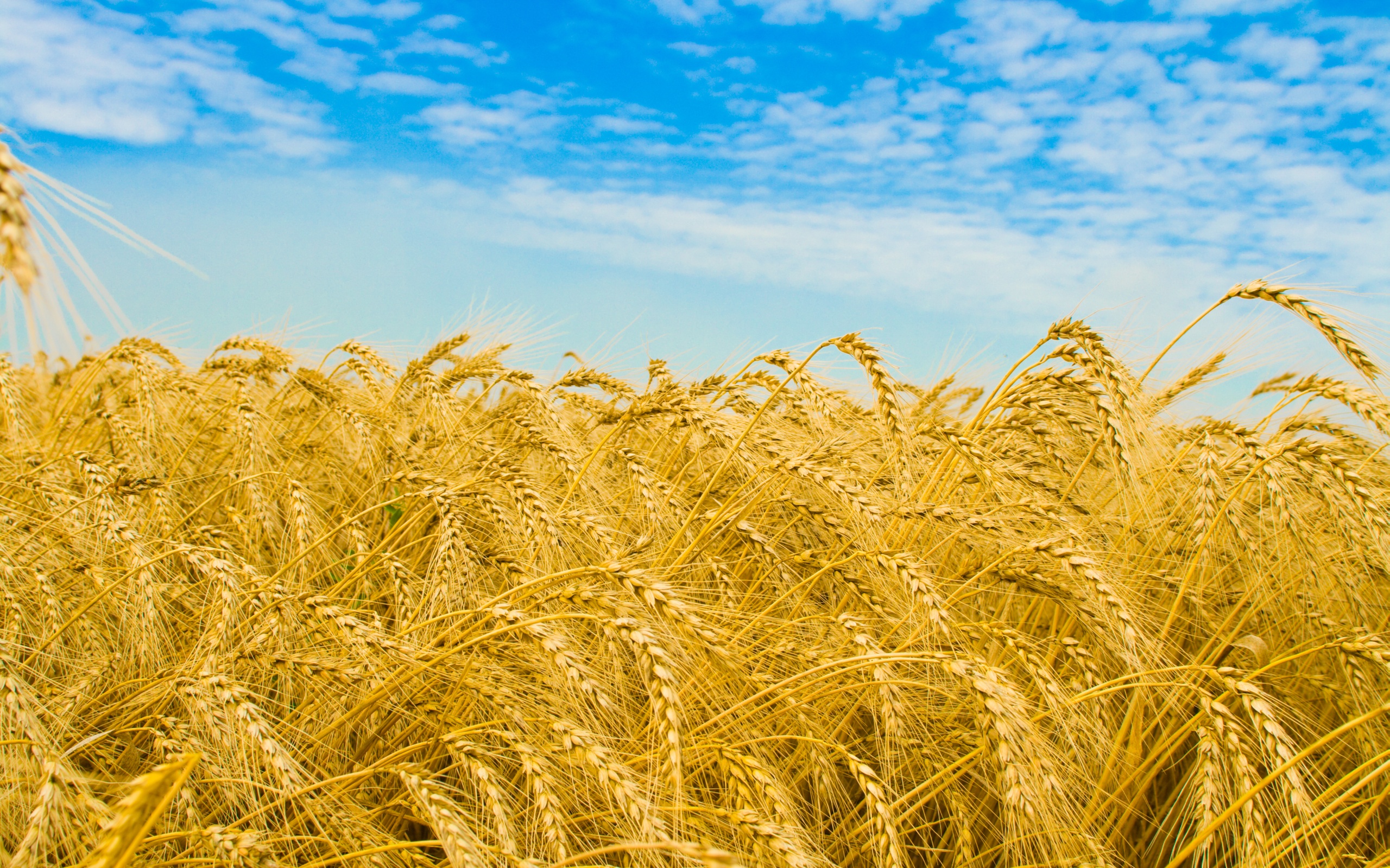 golden_wheat_wallpaper.jpeg
